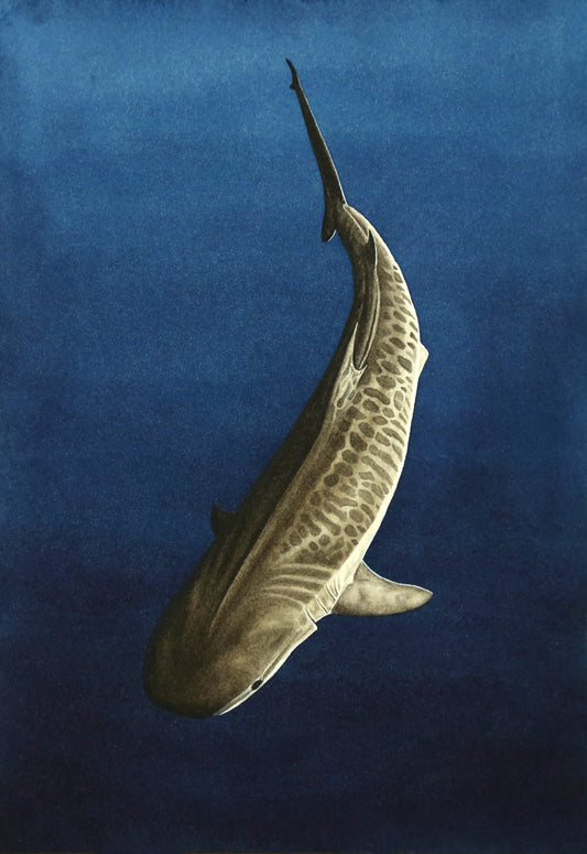 Tiger Shark