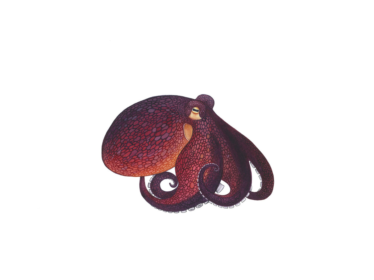 Coconut Octopus