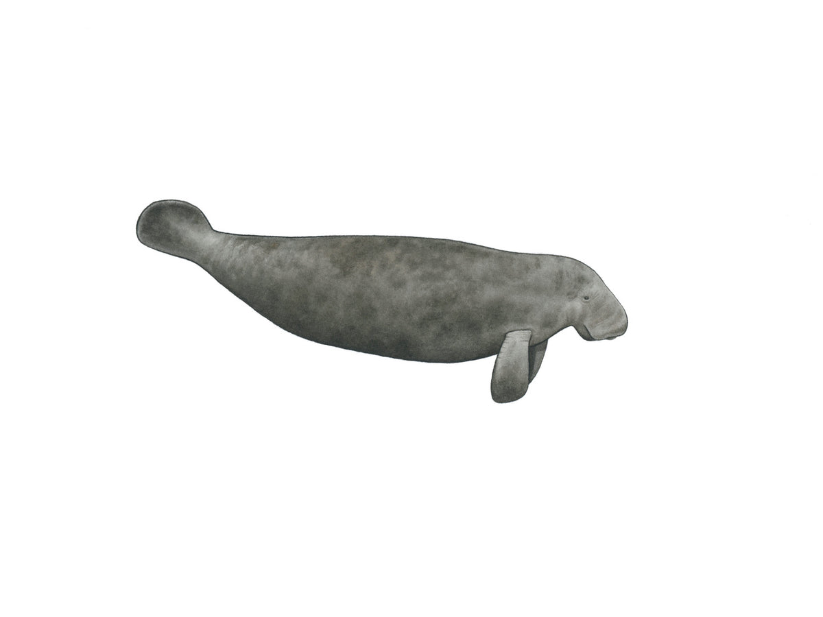 Manatee